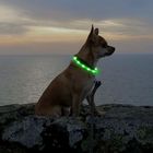 Comfortable LED Dog Collar USB Rechargeable , Pet Glow Collars Flexible 360 Degree Visibility